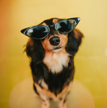 A dog with sunglasses